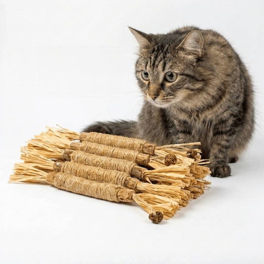 Silvervine para gatos: gato atigrado sentado junto a cinco palitos de silvervine