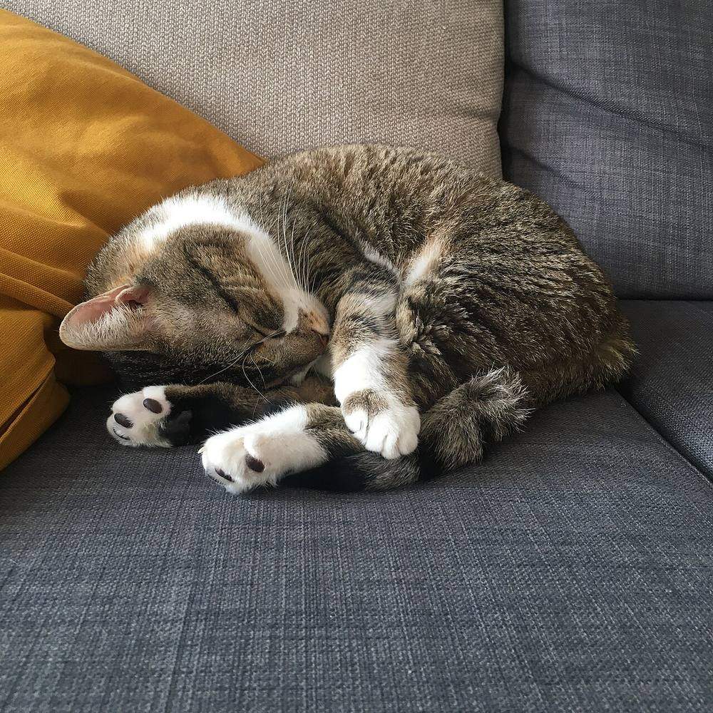 Por qué mi gato duerme tanto: gato atigrado durmiendo hecho un ovillo en el sofá
