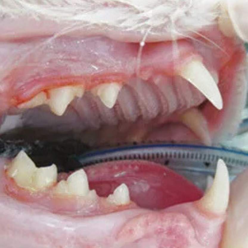 Dientes del gato después de usar PurrBite