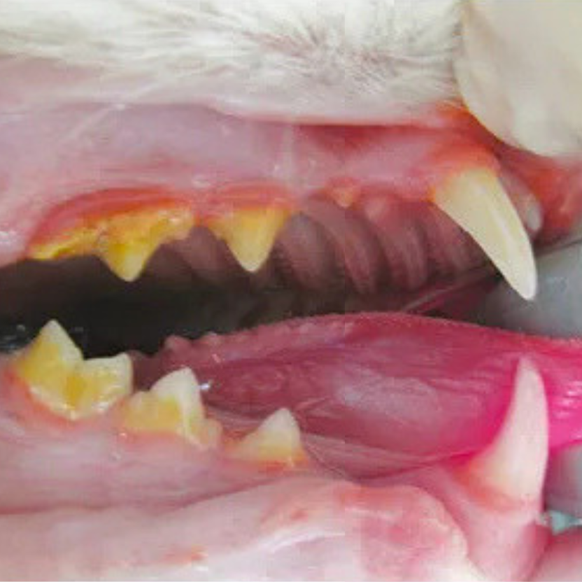 Dientes del gato antes de usar PurrBite