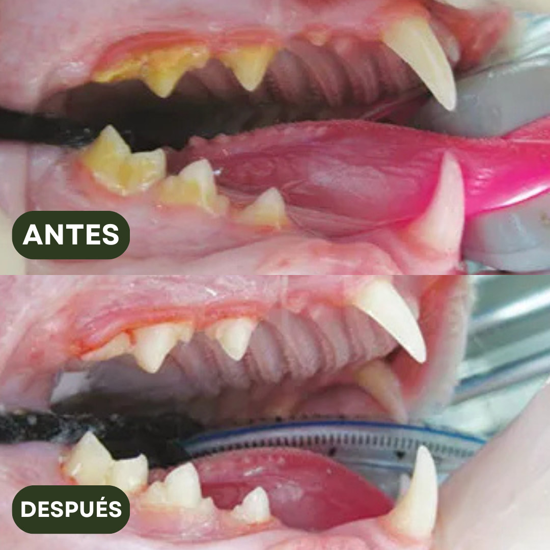 PurrBite™ Pack de Sticks Dentales de Silvervine