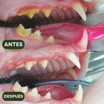 PurrBite™ Pack de Sticks Dentales de Silvervine