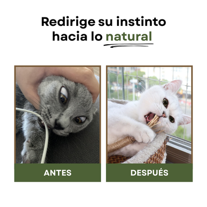 PurrBite™ Pack de Sticks Dentales de Silvervine